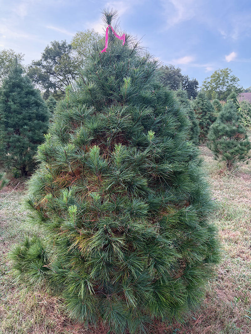 6' 3" Ball and Burlap White Pine, 51" Base