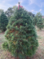 6' 3" Ball and Burlap White Pine, 51" Base
