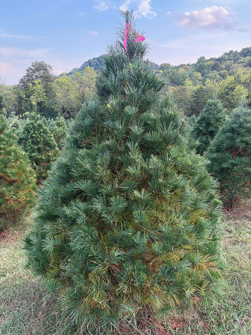 6' 11" Ball and Burlap White Pine, 56" Base