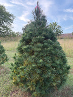 6' 11" Ball and Burlap White Pine, 56" Base