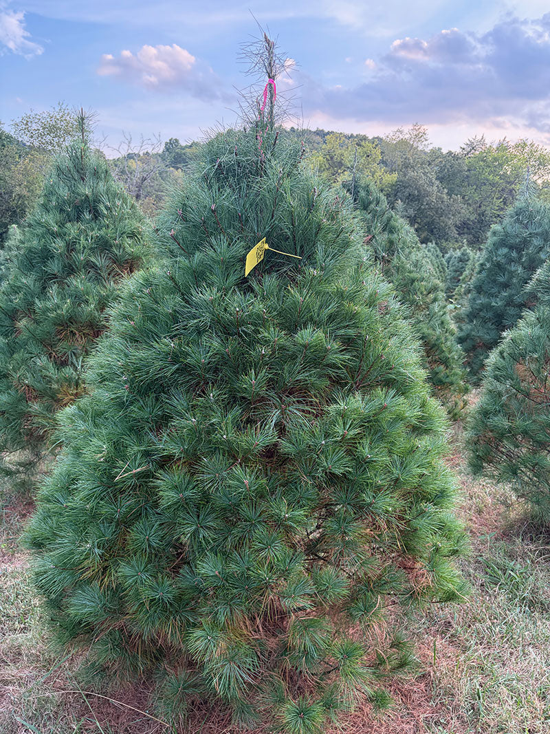 6' 6" Ball and Burlap White Pine, 50" Base