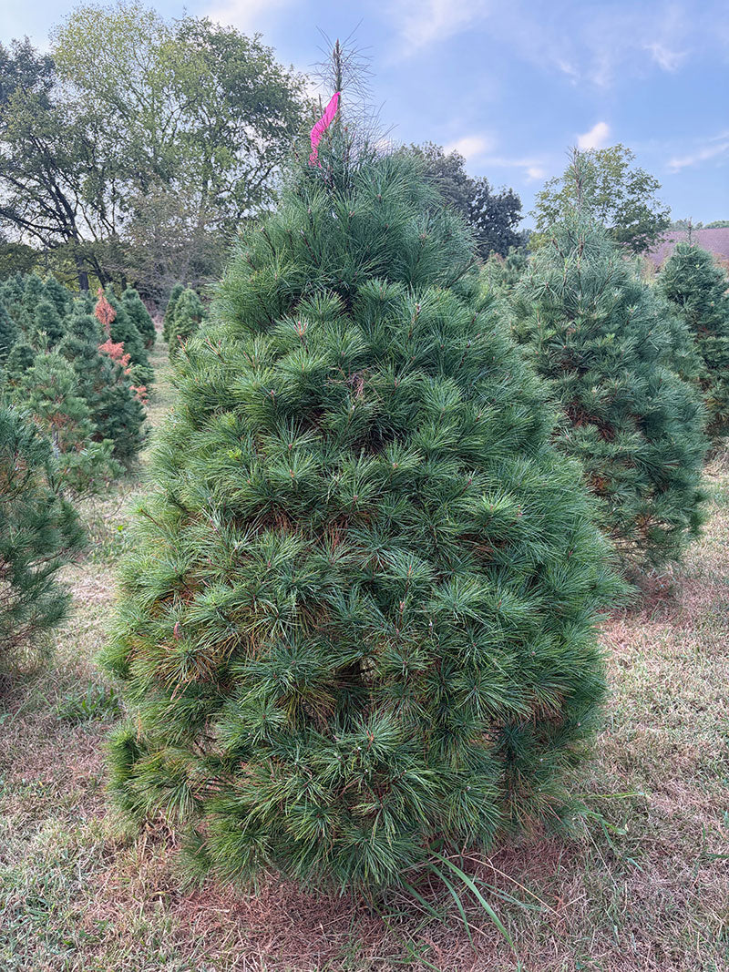 6' 6" Ball and Burlap White Pine, 50" Base
