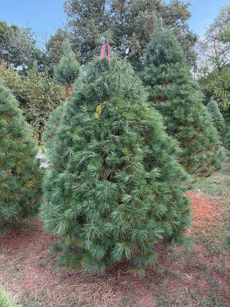 7' 6" Ball and Burlap White Pine, 55" Base