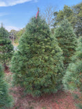 7' 6" Ball and Burlap White Pine, 55" Base