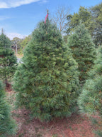7' 6" Ball and Burlap White Pine, 55" Base