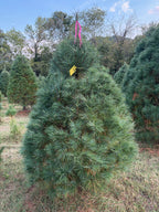 7' Ball and Burlap White Pine, 55" Base