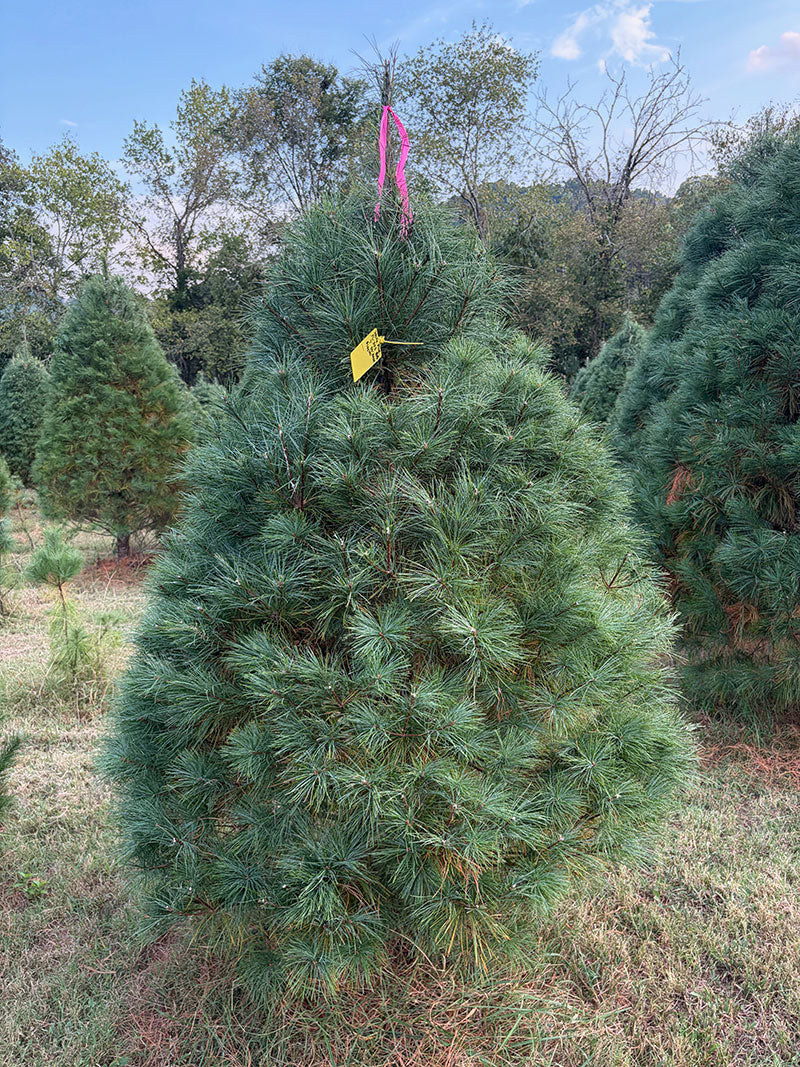 7' Ball and Burlap White Pine, 55" Base