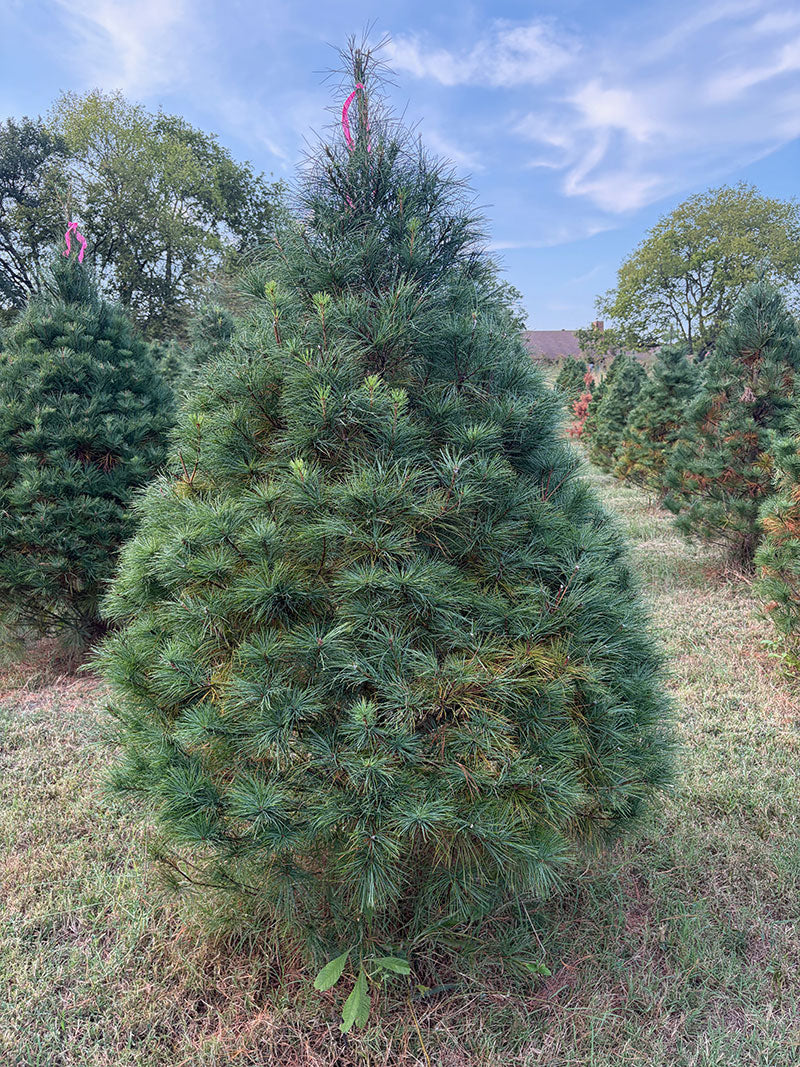 7' Ball and Burlap White Pine, 55" Base