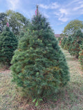 7' Ball and Burlap White Pine, 55" Base