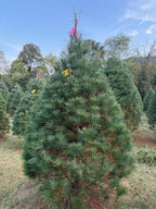 7' 7" Ball and Burlap White Pine, 55" Base