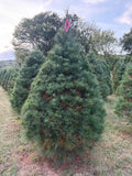 7' 7" Ball and Burlap White Pine, 55" Base