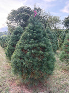 7' 7" Ball and Burlap White Pine, 55" Base