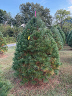 7' 6" Ball and Burlap White Pine, 55" Base