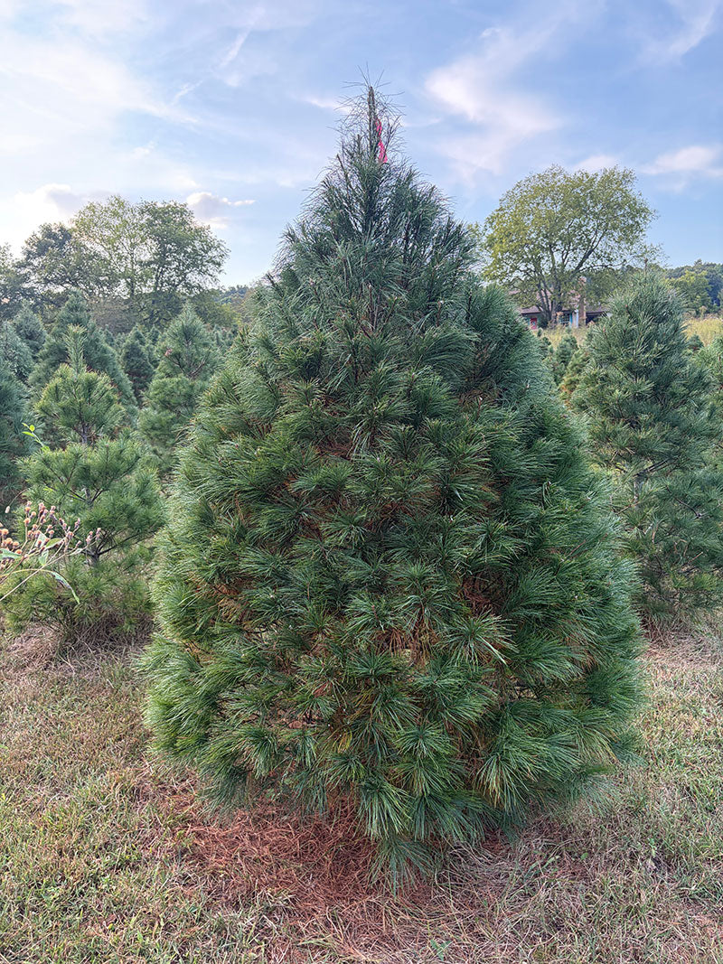 7' 6" Ball and Burlap White Pine, 55" Base
