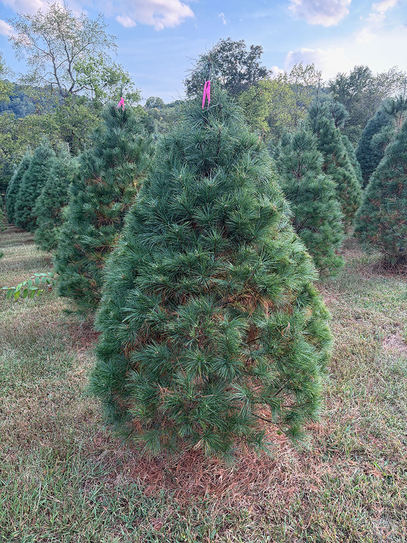 6' 1" Ball and Burlap White Pine, 41" Base