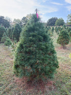 6' 1" Ball and Burlap White Pine, 41" Base