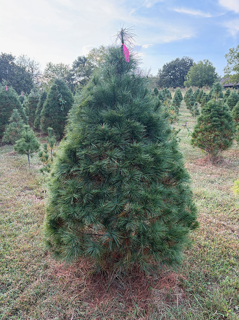 6' 1" Ball and Burlap White Pine, 41" Base