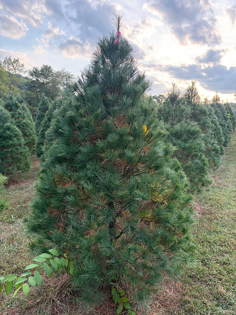 7' Ball and Burlap White Pine, 49" Base