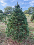 7' Ball and Burlap White Pine, 49" Base