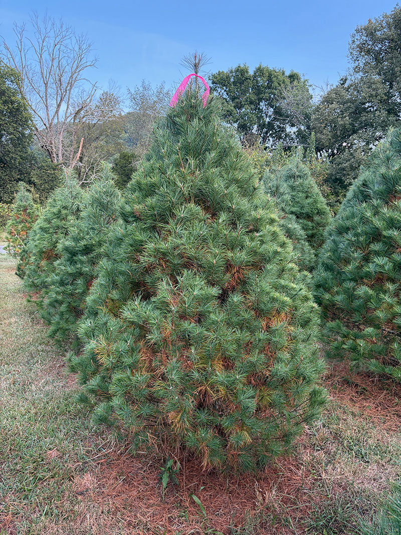 7' Ball and Burlap White Pine, 51" Base