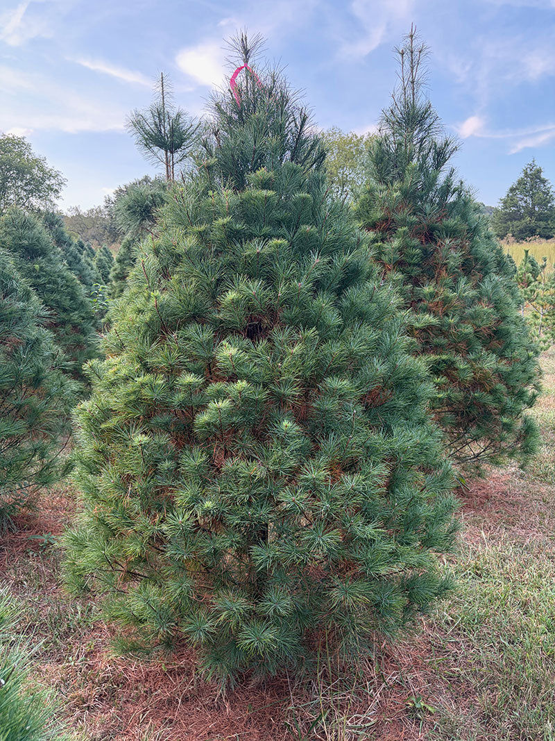 7' Ball and Burlap White Pine, 51" Base