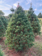 7' Ball and Burlap White Pine, 51" Base