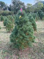 5' 7" Ball and Burlap White Pine, 44" Base