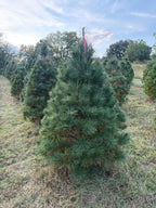 5' 7" Ball and Burlap White Pine, 44" Base