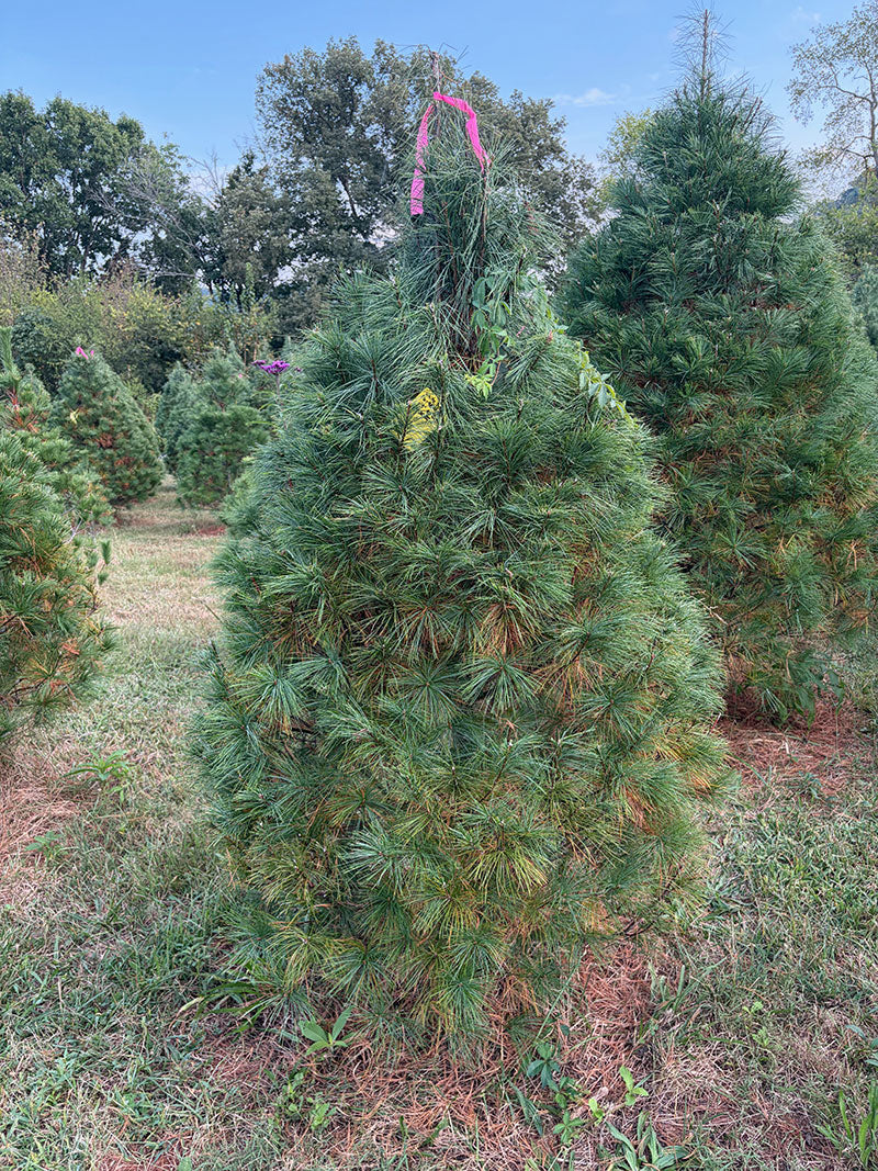 6' 4" Ball and Burlap White Pine, 40" Base