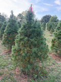 6' 4" Ball and Burlap White Pine, 40" Base