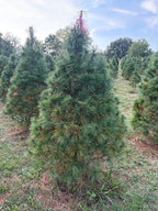 6' 4" Ball and Burlap White Pine, 40" Base