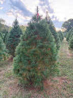 6' 11" Ball and Burlap White Pine, 55" Base