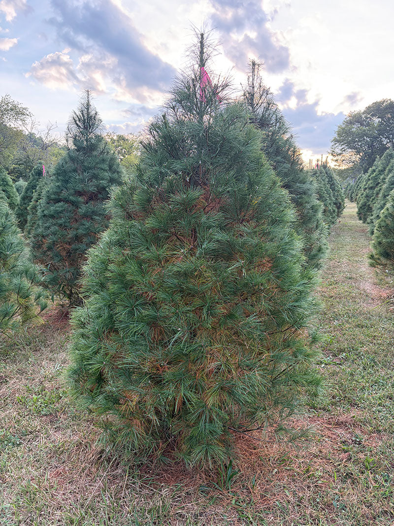 6' 11" Ball and Burlap White Pine, 55" Base