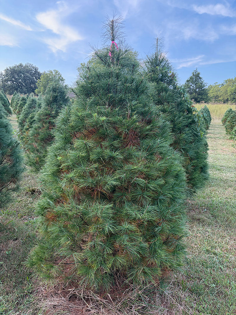 6' 11" Ball and Burlap White Pine, 55" Base
