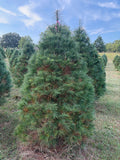 6' 11" Ball and Burlap White Pine, 55" Base