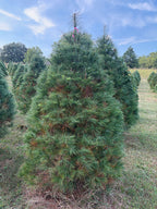 6' 11" Ball and Burlap White Pine, 55" Base