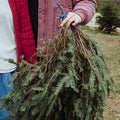 Greenery Bundle