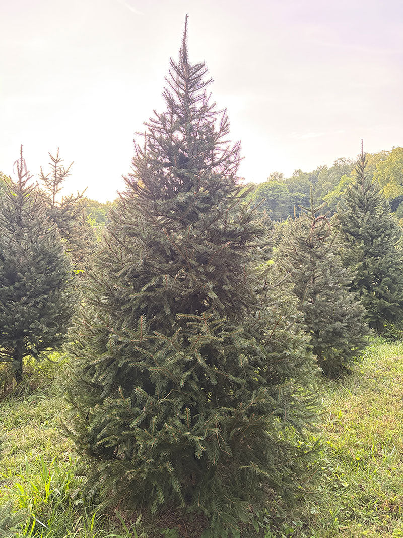 8' 7" Choose and Cut Norway Spruce, 56" Base