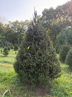 9' Choose and Cut Norway Spruce, 68" Base