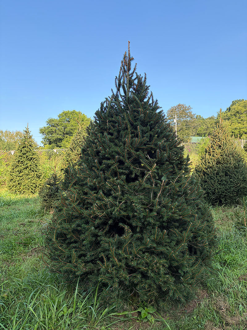 9' Choose and Cut Norway Spruce, 68" Base