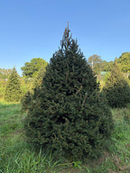9' Choose and Cut Norway Spruce, 68" Base