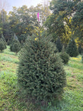 6' 11" Ball and Burlap Norway Spruce, 50" Base