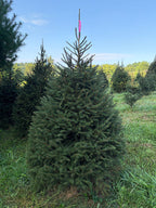 6' 11" Ball and Burlap Norway Spruce, 50" Base