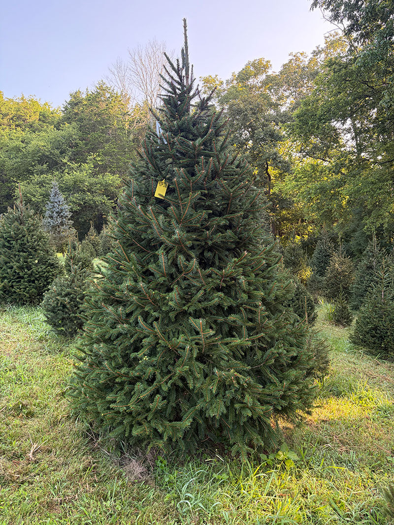 9' 3" Choose and Cut Norway Spruce, 72" Base
