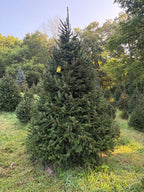 9' 3" Choose and Cut Norway Spruce, 72" Base