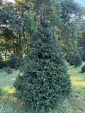 9' 3" Choose and Cut Norway Spruce, 72" Base