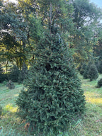9' 3" Choose and Cut Norway Spruce, 72" Base