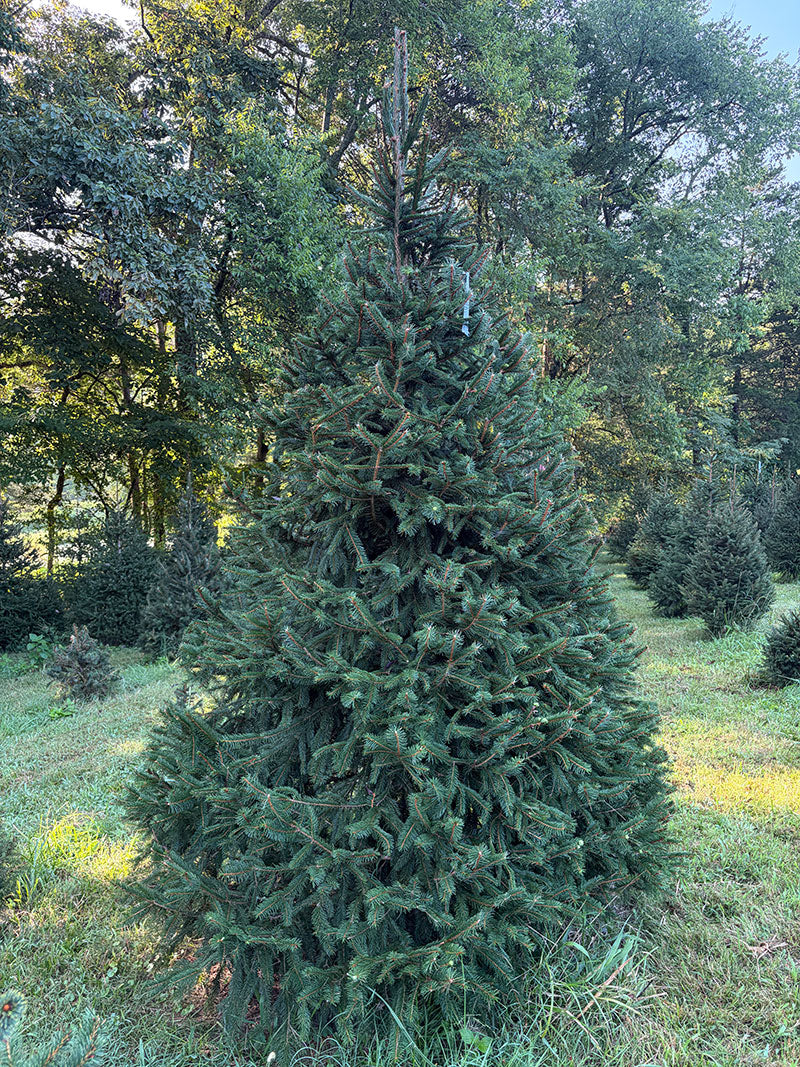 9' 3" Choose and Cut Norway Spruce, 72" Base