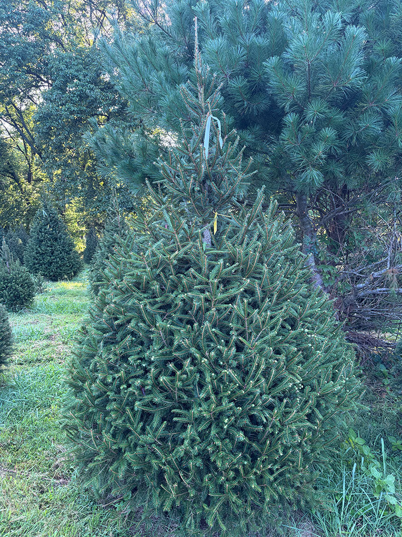 7' 11" Choose and Cut Norway Spruce, 66" Base