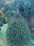 7' 11" Choose and Cut Norway Spruce, 66" Base